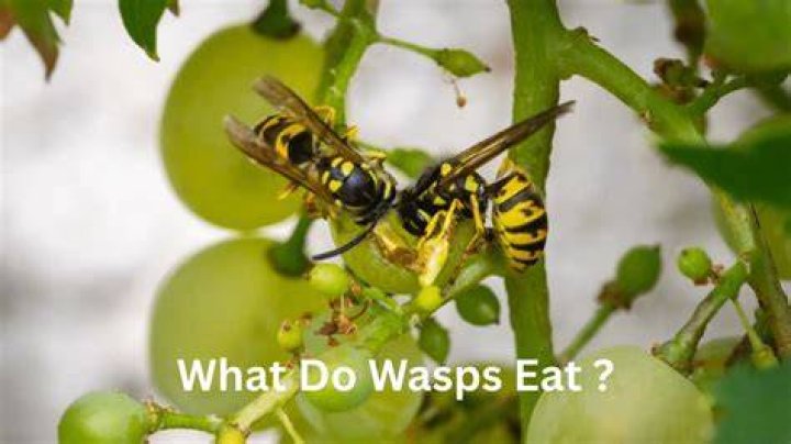 What do wasps eat kids?
