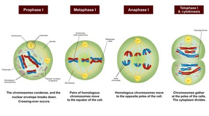 What do we have at the end of meiosis 1?