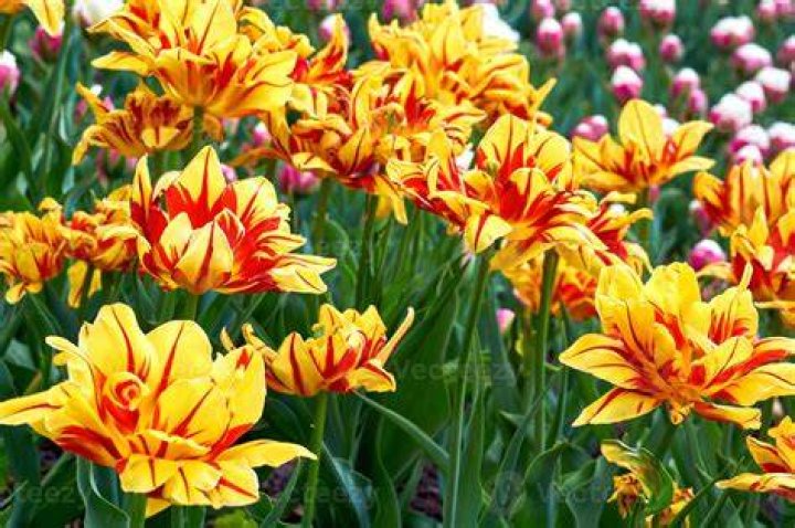 What do yellow and orange tulips represent?