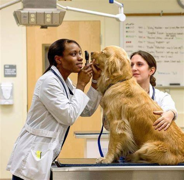What do you call a vet that works with all animals?