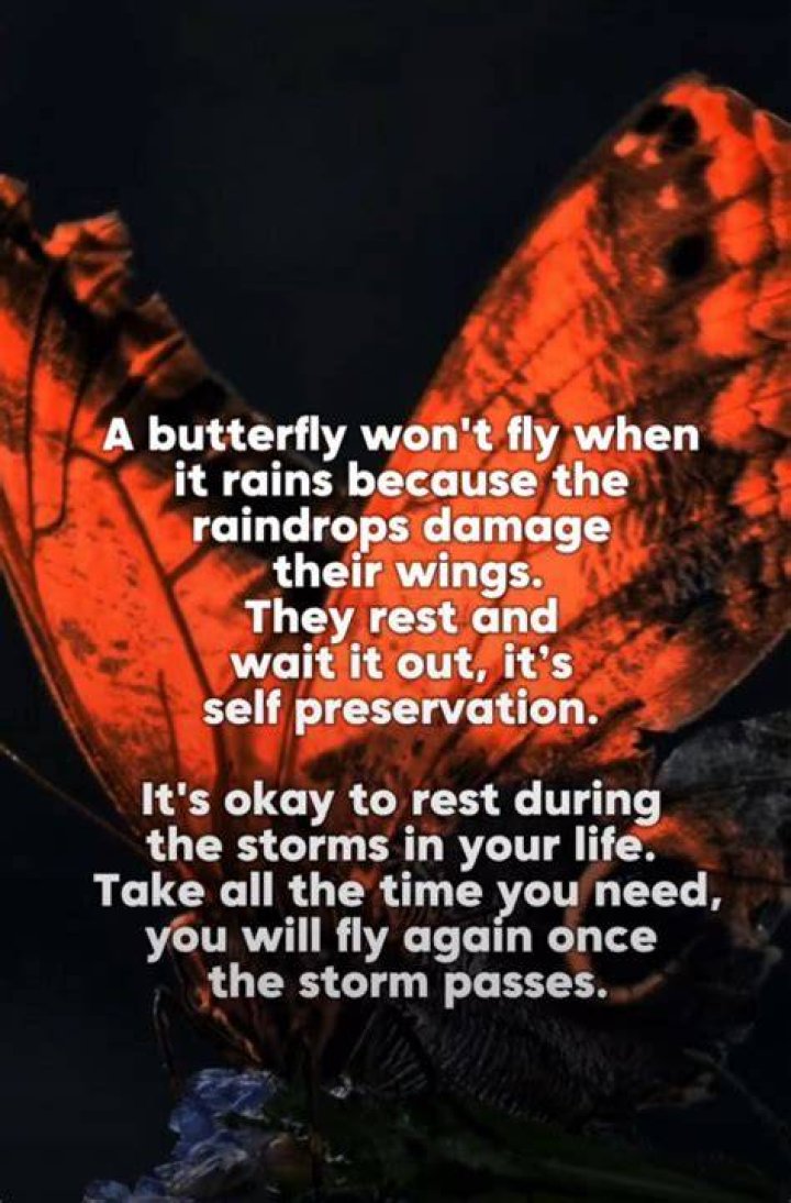 What do you do if a butterfly won't fly?