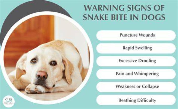 What do you do if your dog gets bit by a cottonmouth?