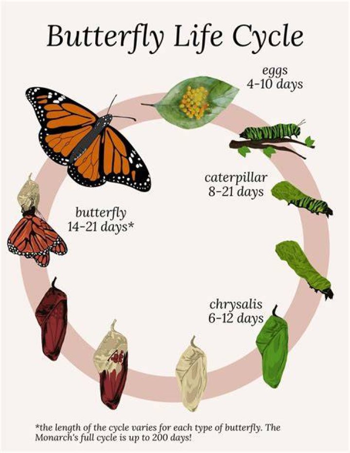 What do you do with a cold butterfly?
