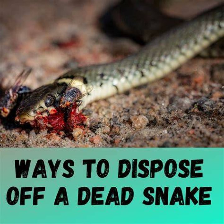What do you do with a dead snake?