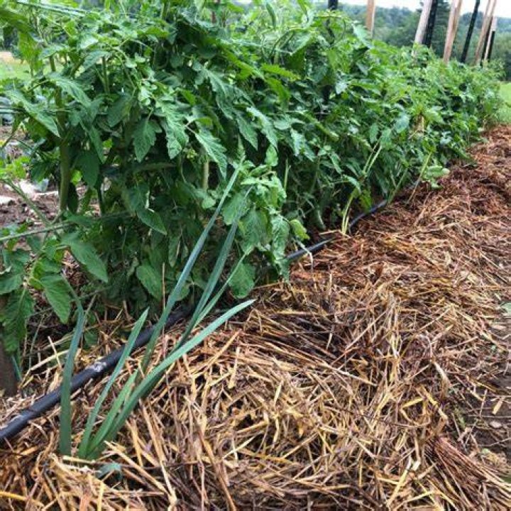 What do you do with tomato plants at the end of the season?
