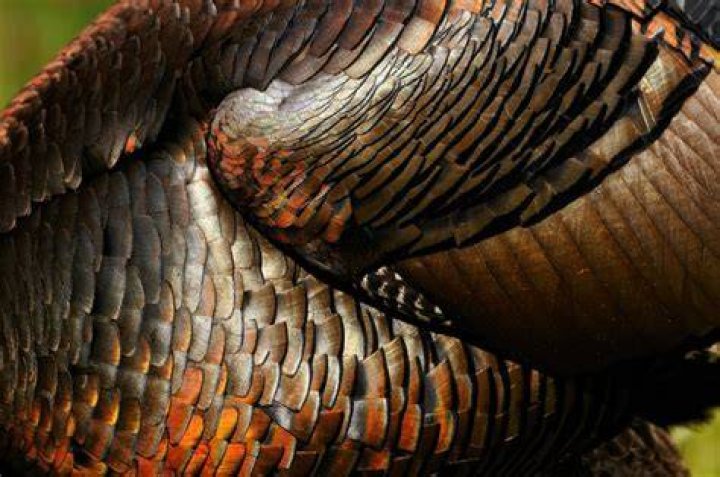 What do you do with turkey feathers?