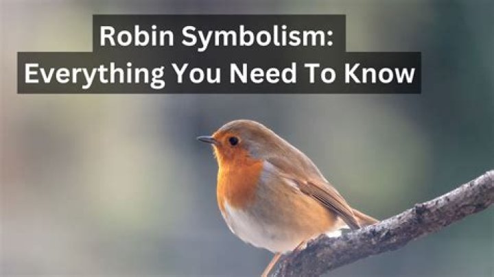 What do you need to know about Robin?