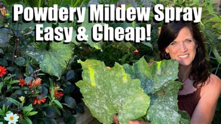 What do you spray for powdery mildew?