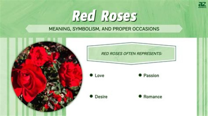 What does 100 red roses mean?