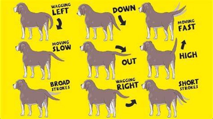 What does a deer wagging its tail mean?