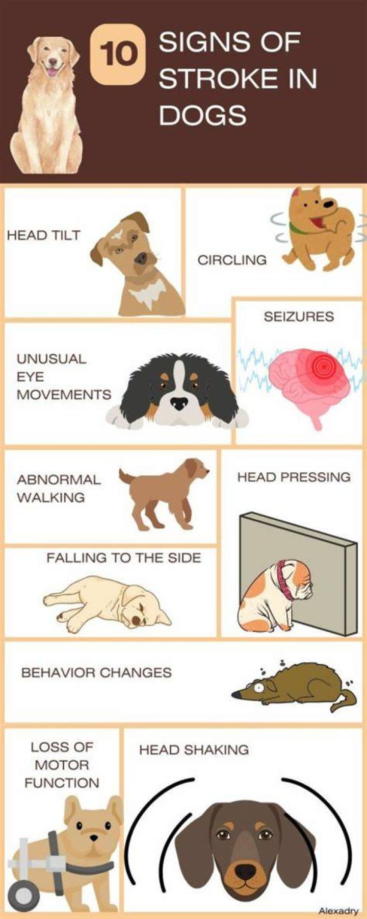 What does a dog stroke look like?