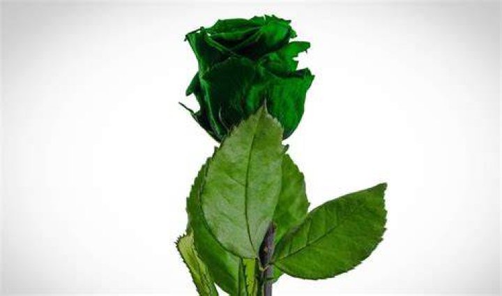 What does a green rose mean?