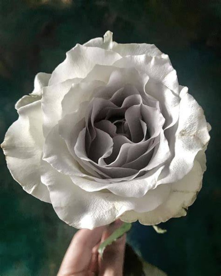 What does a GREY rose mean?