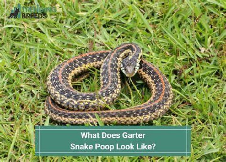 What does a sick snake look like?