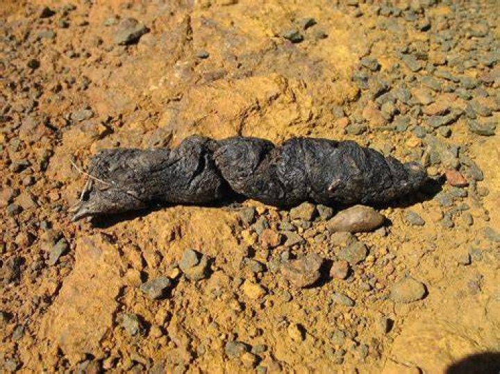 What does a snake turd look like?