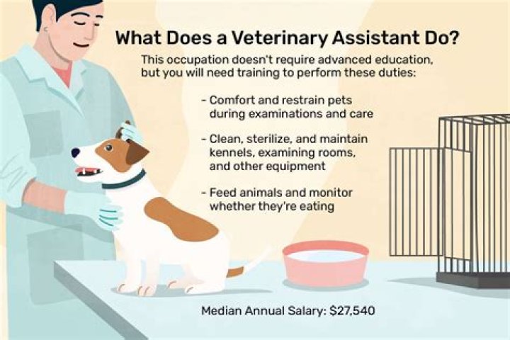 What does a vet assistant do?