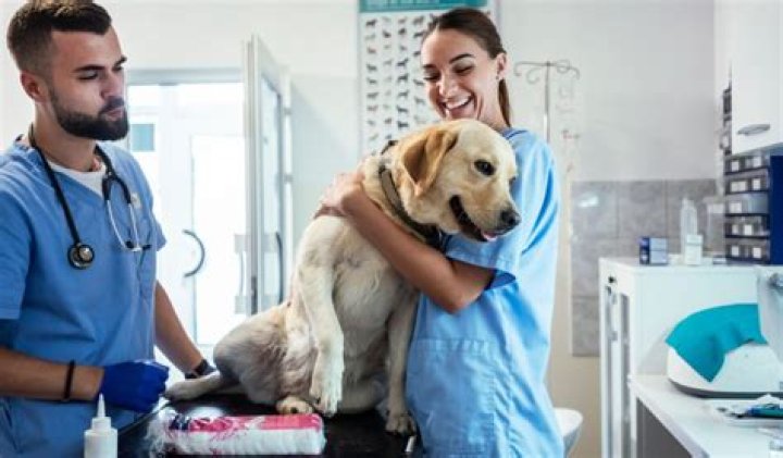 What does a veterinary scientist do?