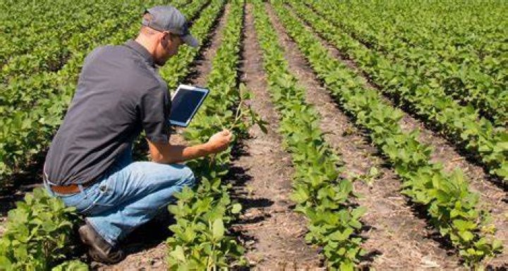 What does an agronomist do daily?