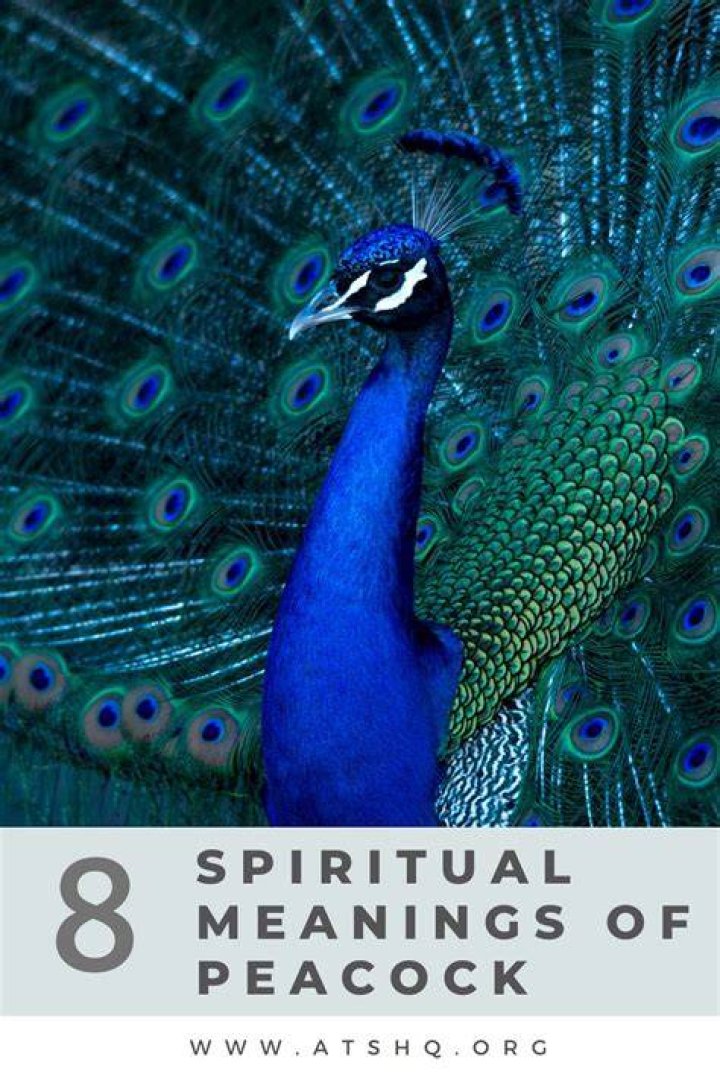 What does as proud as a peacock mean?