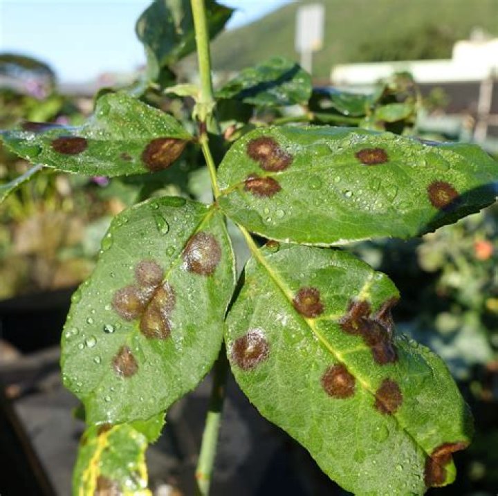 What does black spot look like on plants?