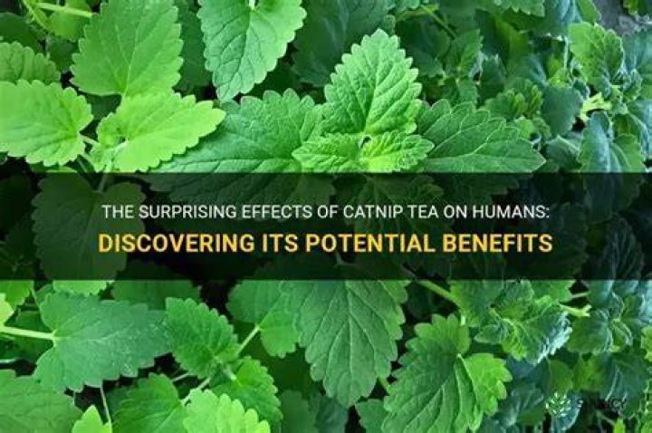 What does catnip tea do to humans?