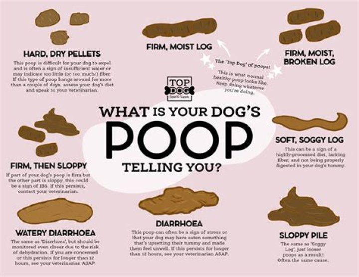 What does dog poop mean?
