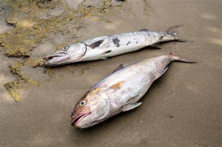 What does holding a dead fish mean?