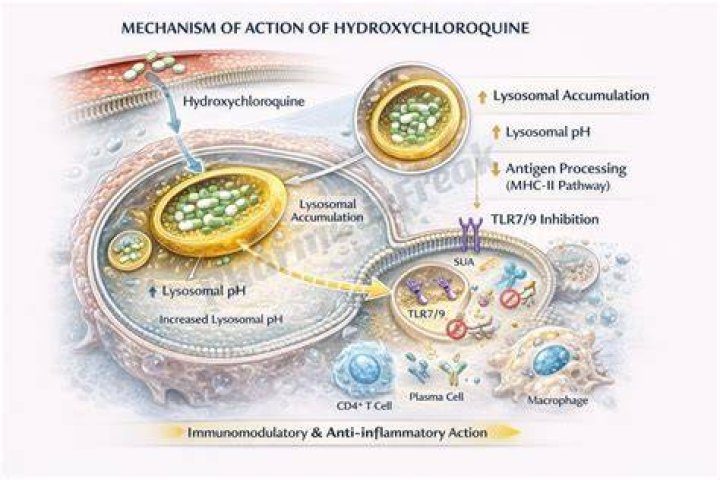 What does hydroxychloroquine do for sarcoidosis?