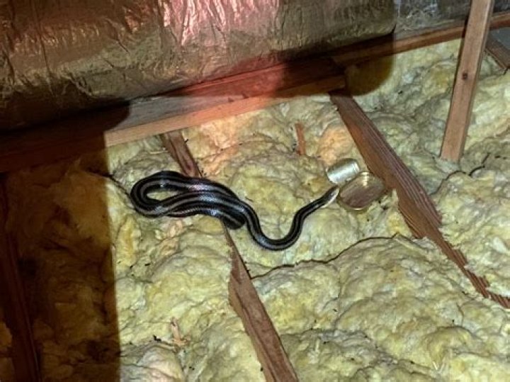 What does it mean if a snake is in your house?