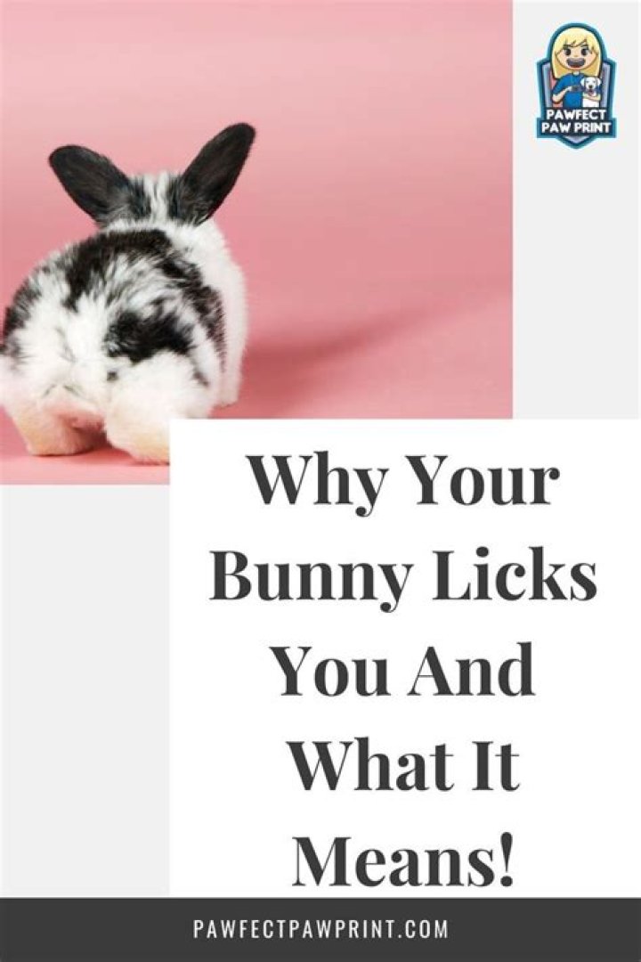 What does it mean if my rabbit licks me?