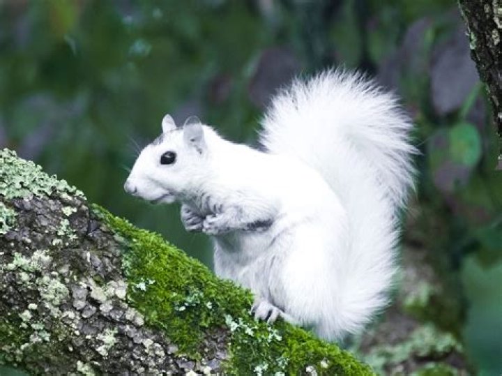 What does it mean if you see a white squirrel?