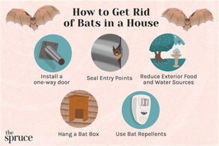 What does it mean when a bat flies in circles?
