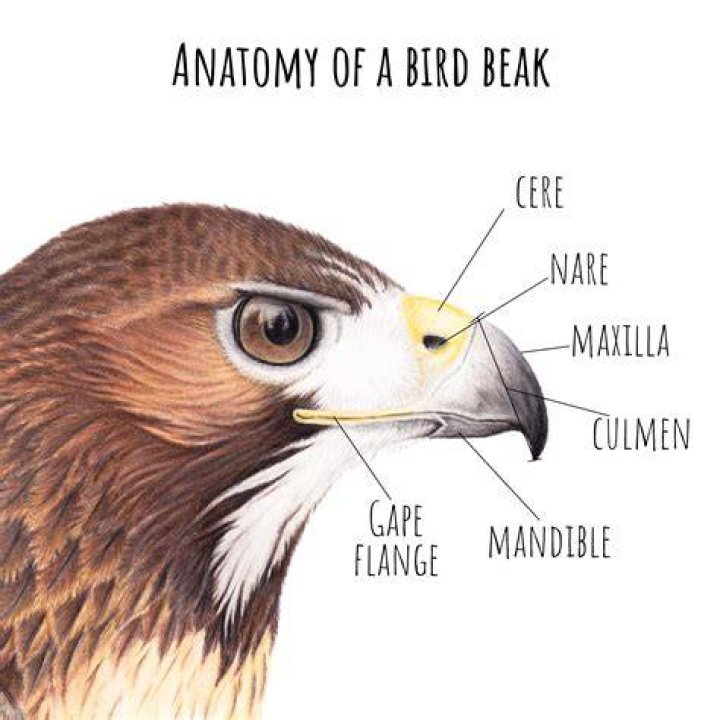 What does it mean when a bird keeps its beak open?