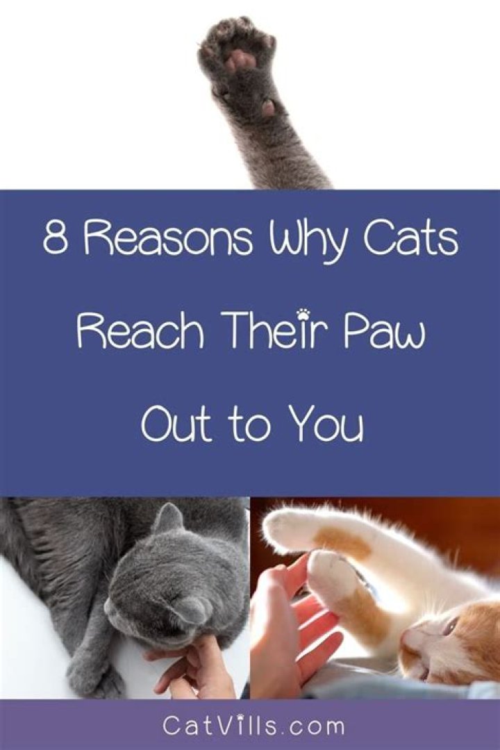What does it mean when a cat reaches for you?