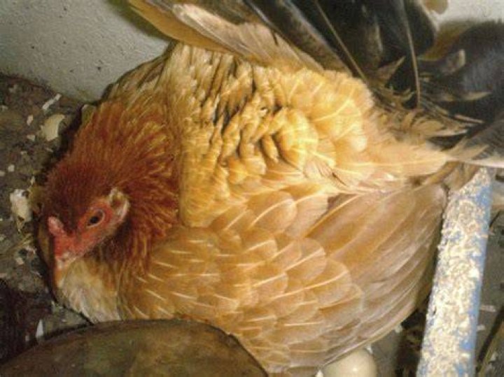 What does it mean when a chicken is puffed up?