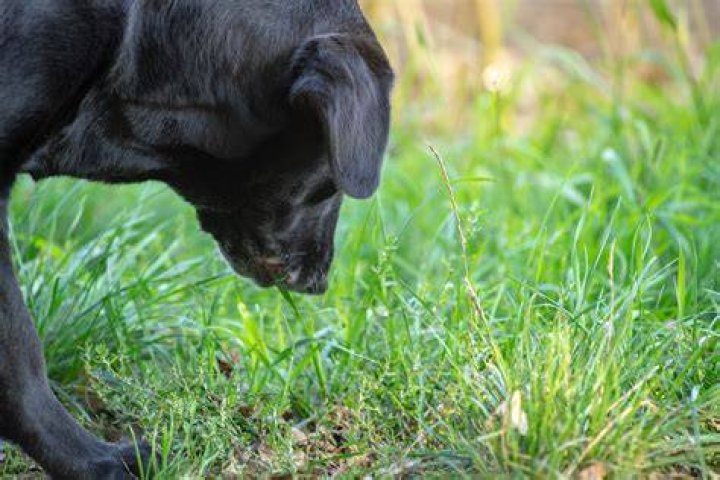 What does it mean when a dog frantically eating grass?