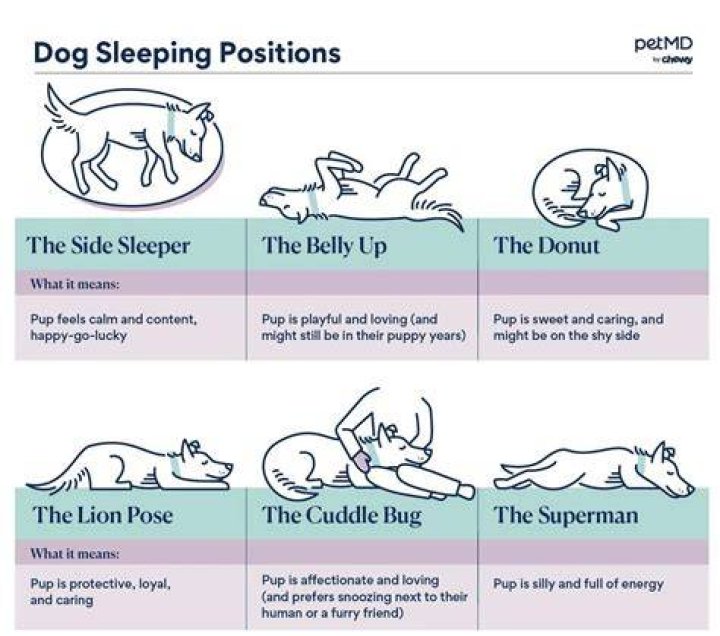 What does it mean when a dog lies on you?