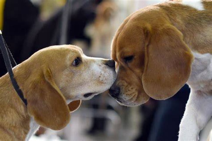 What does it mean when a dog touches your nose with his nose?