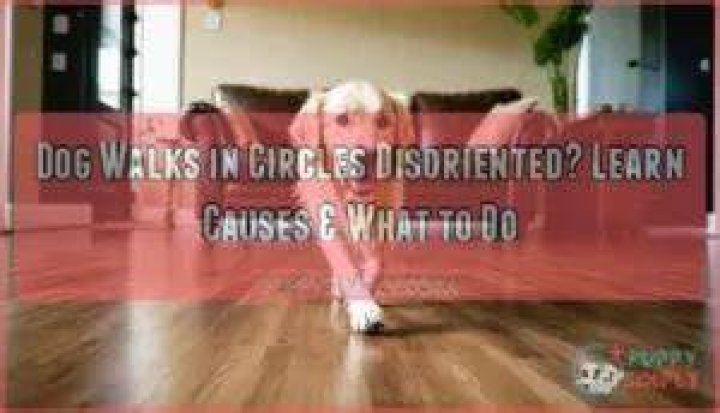What does it mean when a dog walks in circles and is disoriented?