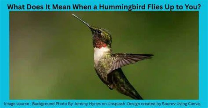 What does it mean when a hummingbird flies up to your face?