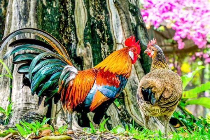 What does it mean when a rooster flaps his wings?