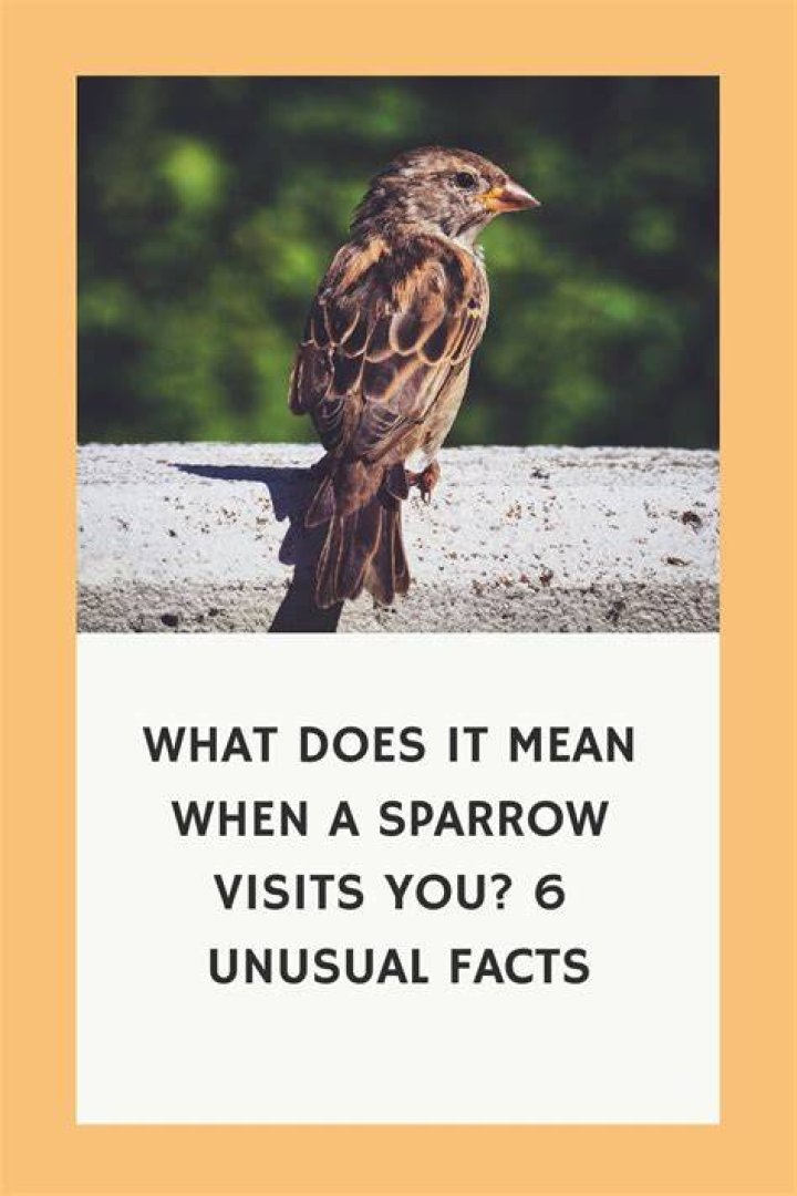 What does it mean when a sparrow sits at your window?