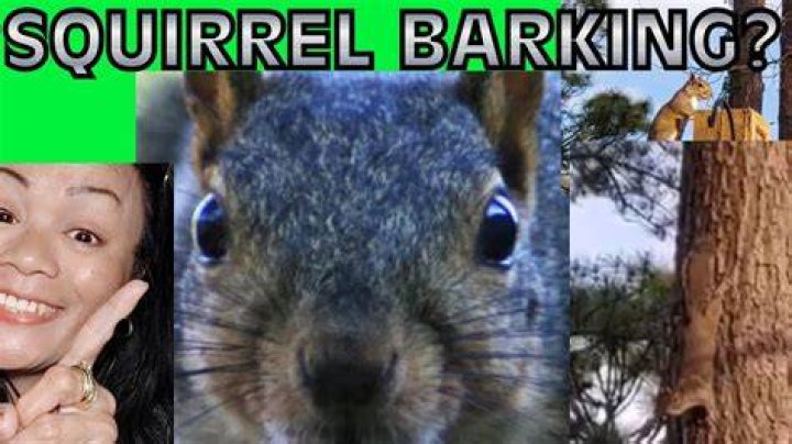 What does it mean when a squirrel barks at you?