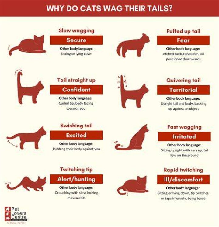 What does it mean when cats flick the tip of their tail?
