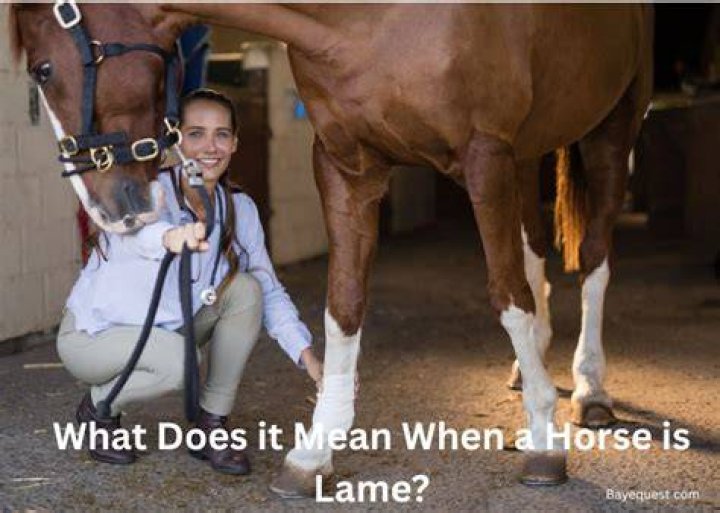 What does it mean when horses smile?