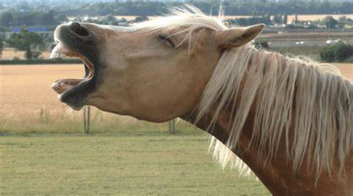 What does it mean when horses yawn a lot?