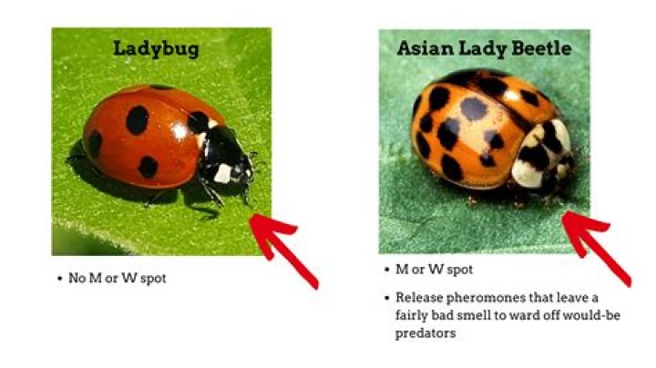 What does it mean when you see a ladybug in your house?