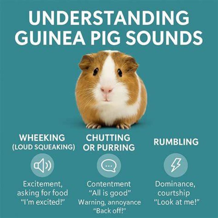What does it mean when your guinea pig falls asleep on you?