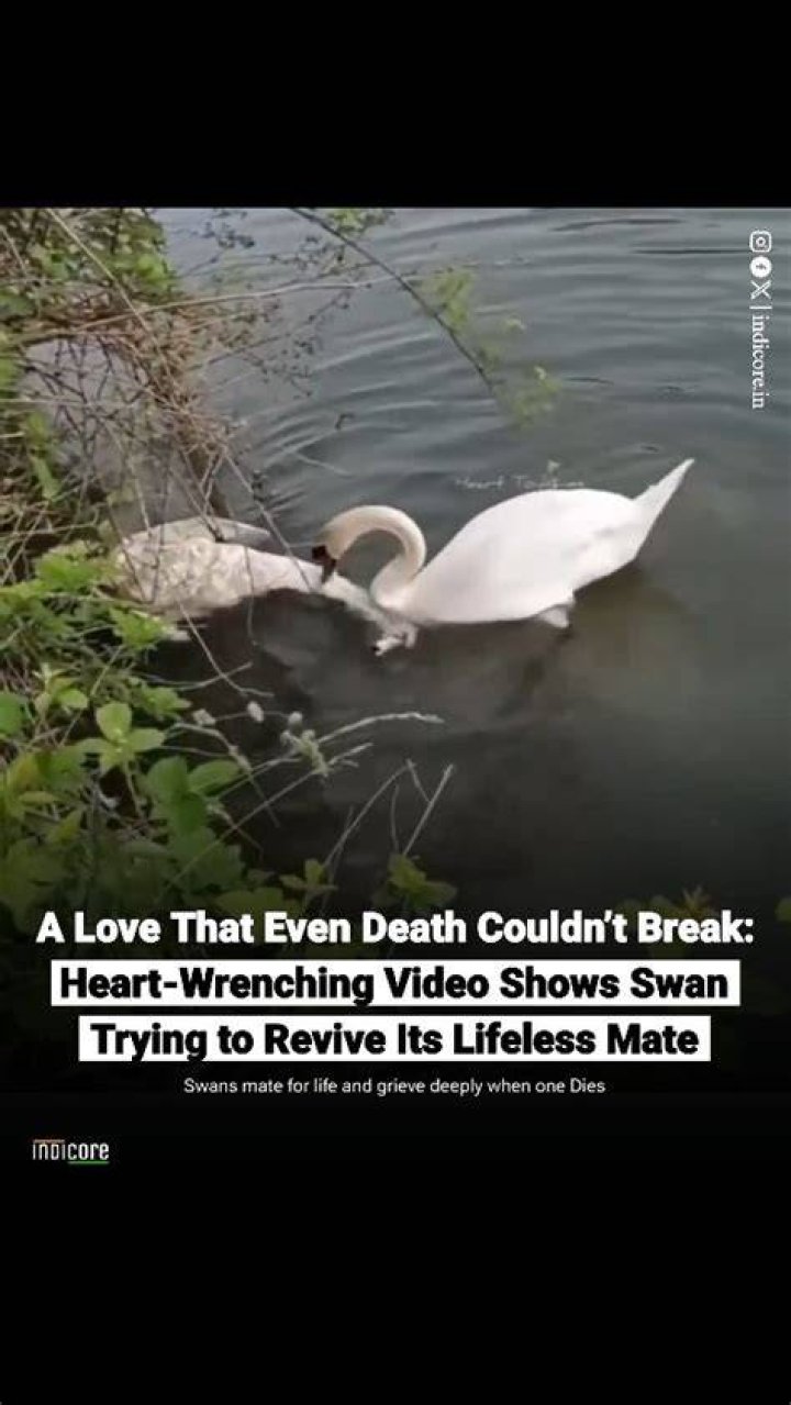 What does killing swan do?