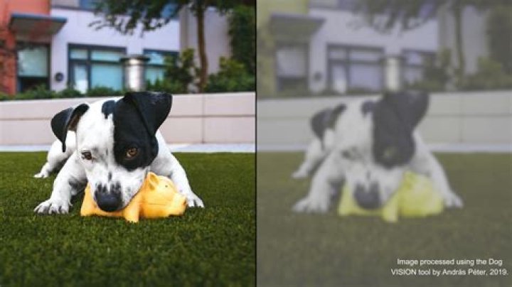 What does my dog see me as?